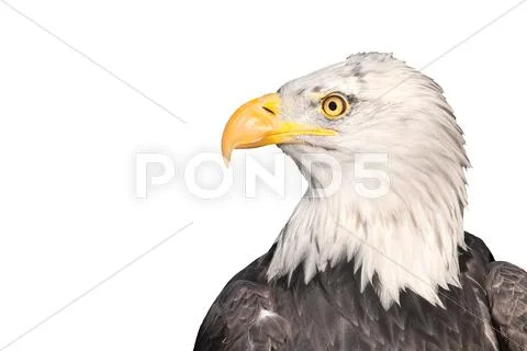 Isolated eagle Stock Photos