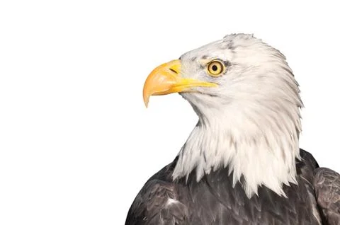 Isolated eagle Stock Photos
