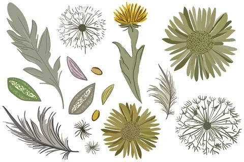 Isolated elements of flowers in boho minimalism style with dandelions イラスト素材