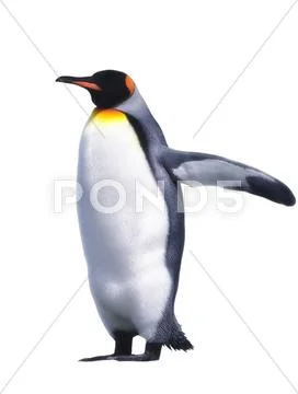 Isolated emperor penguin Stock Photos