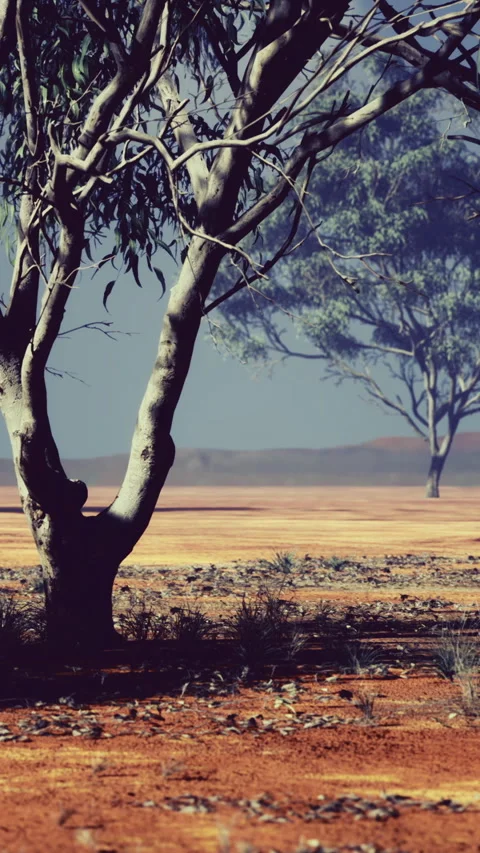 An isolated eucalyptus tree on sunbaked red terrain with sparse vegetation Stock Footage 326350483