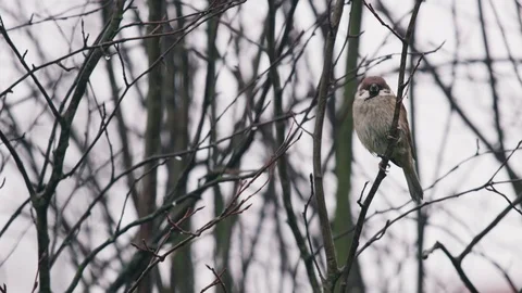 Isolated Eurasian tree sparrow is sitting on the stick Stock Footage 83871594