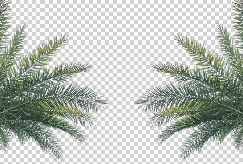 Isolated evergreen date palm tree leaves create for a festive green frame Foto stock