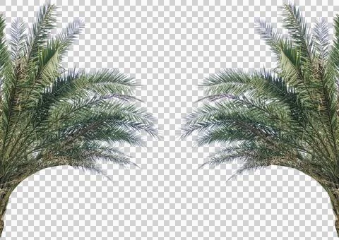Isolated evergreen date palm tree leaves create for a festive green frame Foto stock
