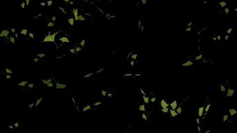 Isolated falling ginkgo or gingo green tree leaves falling Stock Footage 248173164