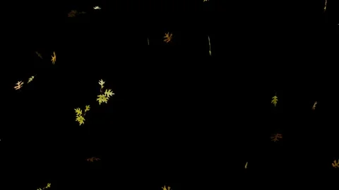 Isolated falling oak leaves on black Stock Footage 291450663