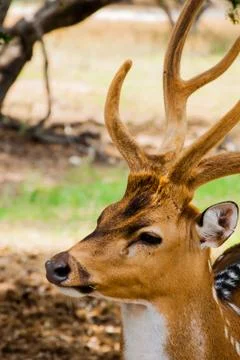 An isolated fallow deer Stock Photos
