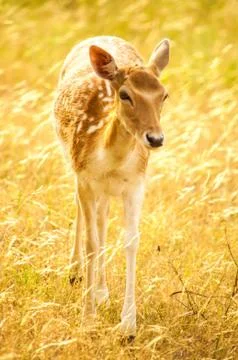 An isolated fallow deer Stock Photos