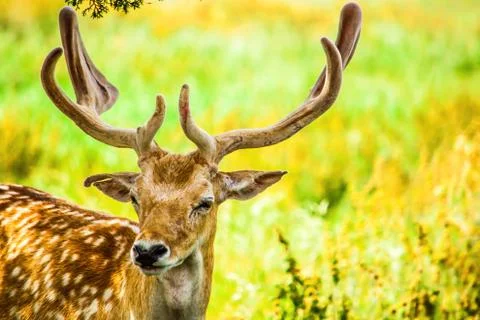 An isolated fallow deer Stock Photos