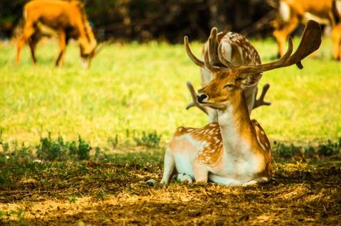 An isolated fallow deer Stock Photos