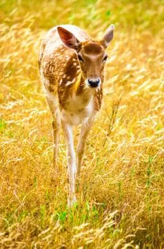 An isolated fallow deer in sunset, Stock Photos