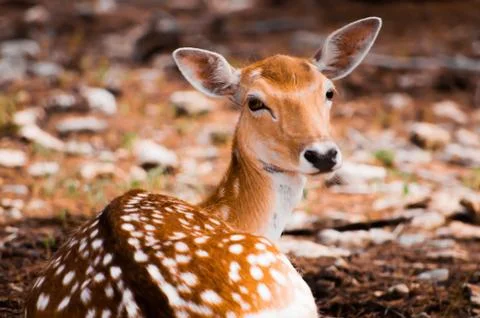 An isolated fallow deer in sunset, Stock Photos