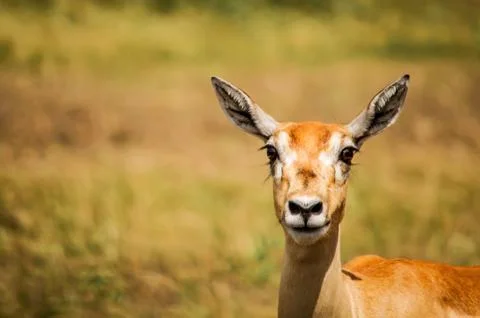 An isolated fallow deer in sunset, Stock Photos