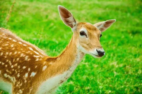 An isolated fallow deer in sunset, Stock Photos