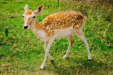 An isolated fallow deer in sunset, Stock Photos