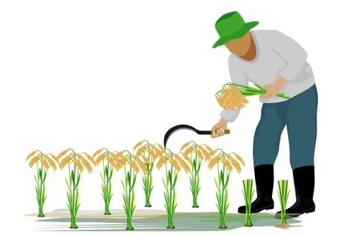 Isolated farmer cartoon shape vector design Stock Illustration