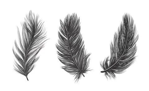 ISOLATED feathers. Drawn feathers feathers on a WHITE background Illustrazione stock