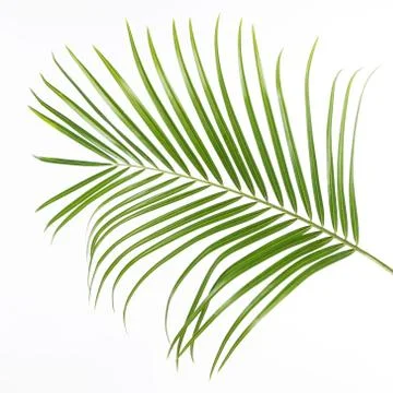 Isolated fern leaf 스톡 사진