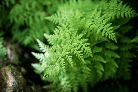Isolated ferns. Stock Photos