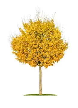 Isolated field maple tree on a white background isolated field maple tree ... Stock Photos