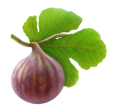 Isolated fig on branch Stock Photos