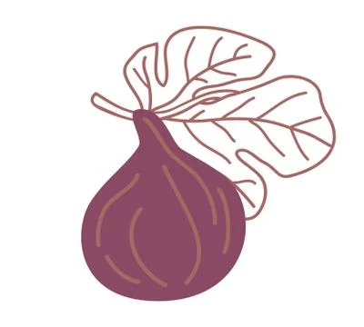 Isolated fig design colorful vector illustration. Single fig fruit on a branc Stock Illustration