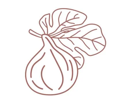 Isolated fig outline design vector illustration sketc . Single fig fruit on a Stock Illustration