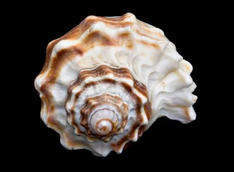 An isolated fighting conch seashell over black that a snail once lived in Stock Photos