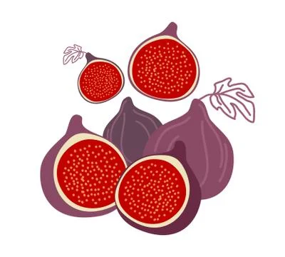 Isolated figs, design colorful vector illustration. Collection of whole and s Stock Illustration