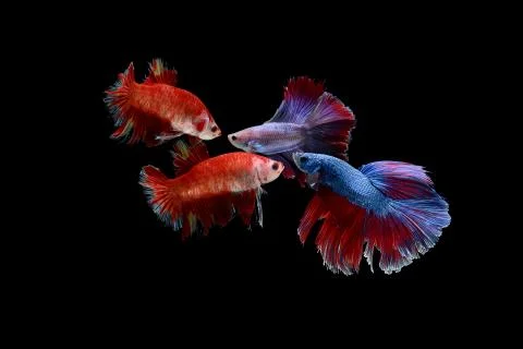 Isolated figthing fish on black background Фото