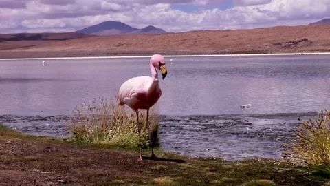 Isolated Flamingo Stock Footage 86751059