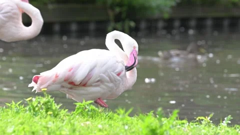 Isolated Flamingo Pruning Itself Next To Lake Stock Footage 247462865