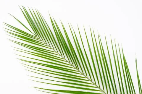 Isolated flat lay made of lush tropical palm leaf on clean white background Stock Photos