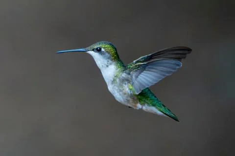Isolated in Flight 库存照片