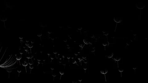 Isolated floating dandelion seeds over black background -4k Seamless Loop Stockbeeldmateriaal 265121555