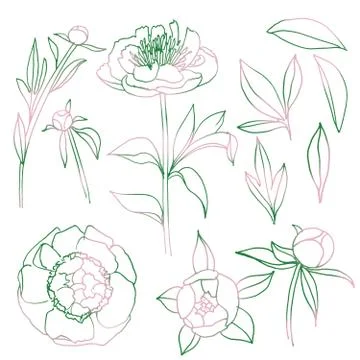 Isolated floral elements set. Green-pink spring peony flowers, buds, leaves Stock Illustration