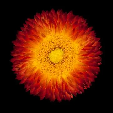 Isolated Flowehead of Red Orange Everlasting Flower Stock Photos
