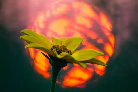 Isolated Flower with the blank space for Text Stock-Fotos