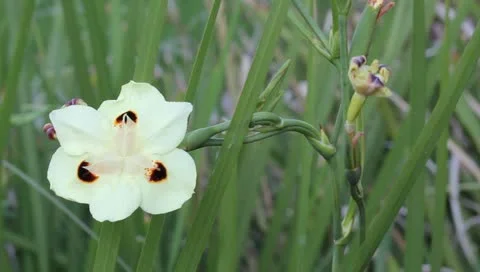 Isolated Flower Stock Footage 10821085