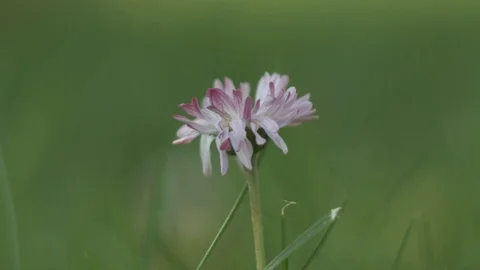 Isolated flower on lawn Stock Footage 106300262