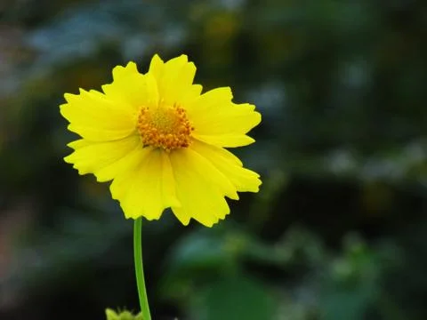 Isolated flower Photos