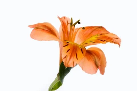 Isolated Flower Stock-Fotos