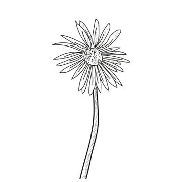 Isolated flower sketch Stock Illustration