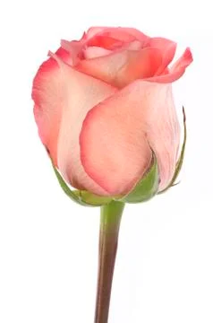 Isolated flower on white Stock Photos