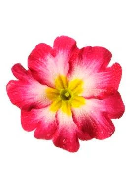 Isolated flower on white Stock Photos