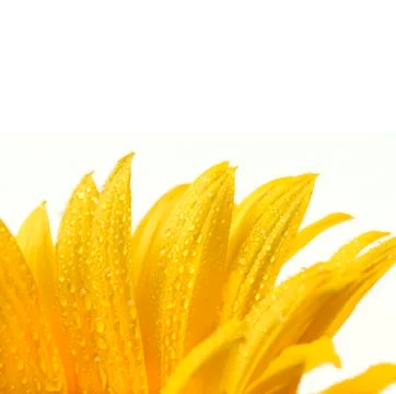 Isolated flower on white Stock Photos