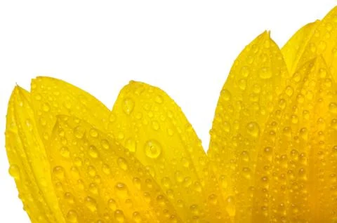 Isolated flower on white Stock Photos