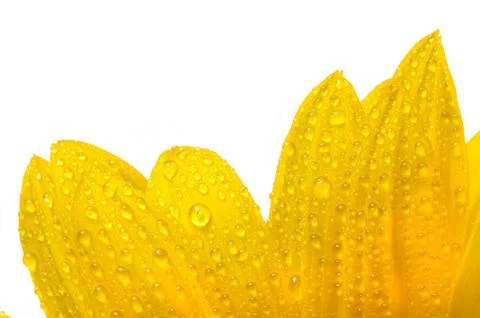 Isolated flower on white Stock Photos