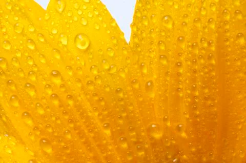 Isolated flower on white Stock Photos