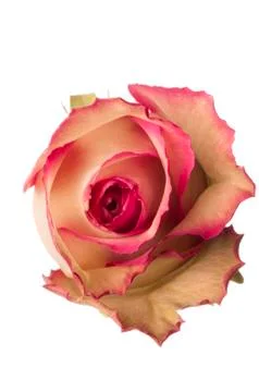 Isolated flower on white Stock Photos